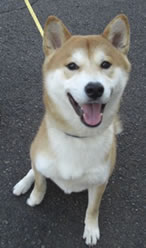 東京都動物愛護相談センターで保護された犬