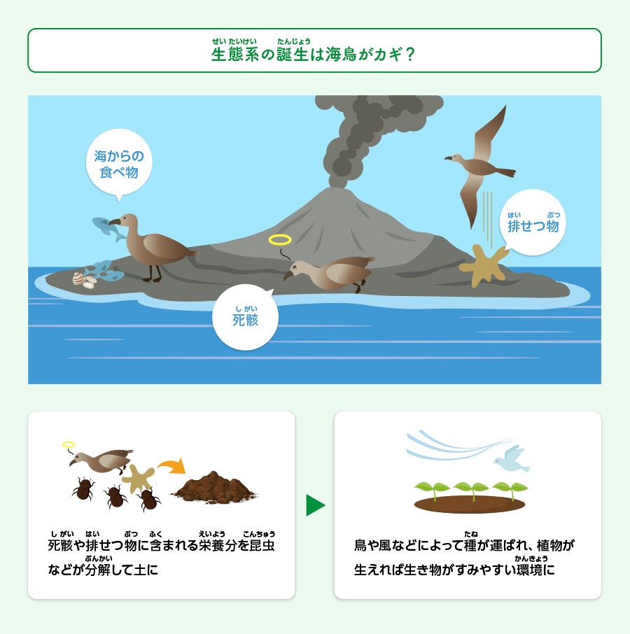 西之島の生態系の仕組みの説明画像