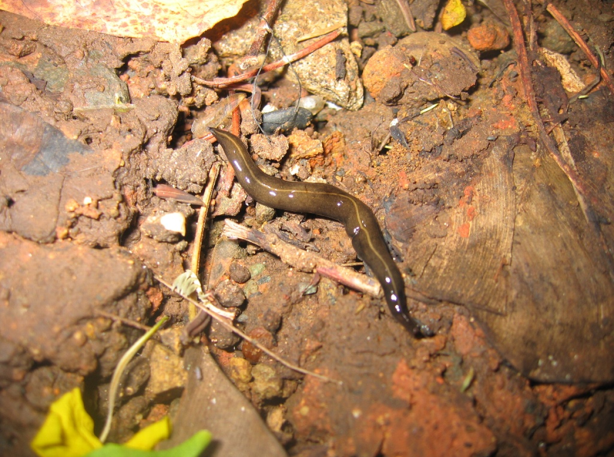 ニューギニアヤリガタリクウズムシの写真