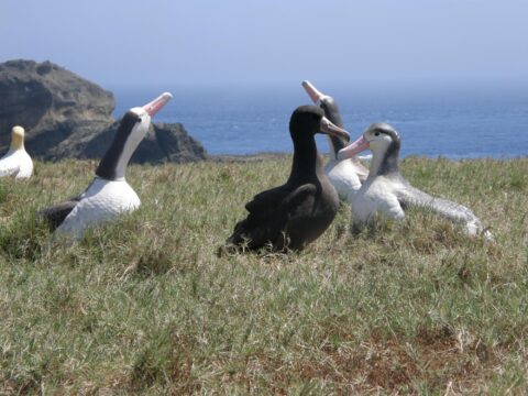 アホウドリの写真