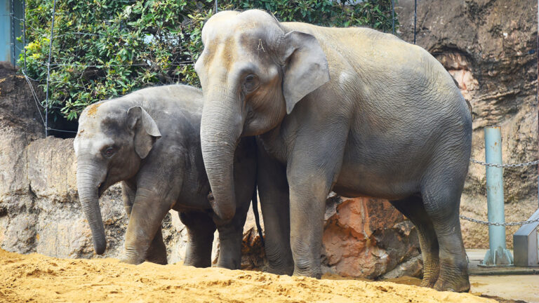 上野動物園記事のメイン画像