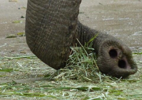 アジアゾウの鼻には掃き集める機能も