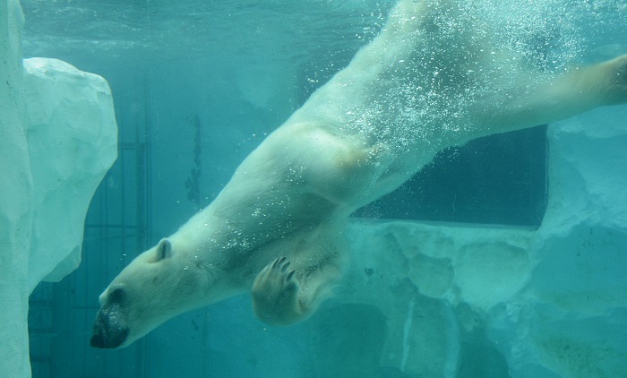 上野動物園のプールで泳ぐホッキョクグマ。回廊から泳いでいる様子を観察できる行動展示。