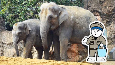 上野動物園の飼育係