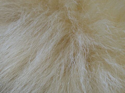 ホッキョググマの毛は実は白ではなく透明