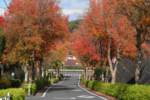 トウカエデの街路樹の画像