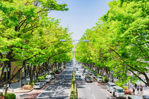 街路樹の画像