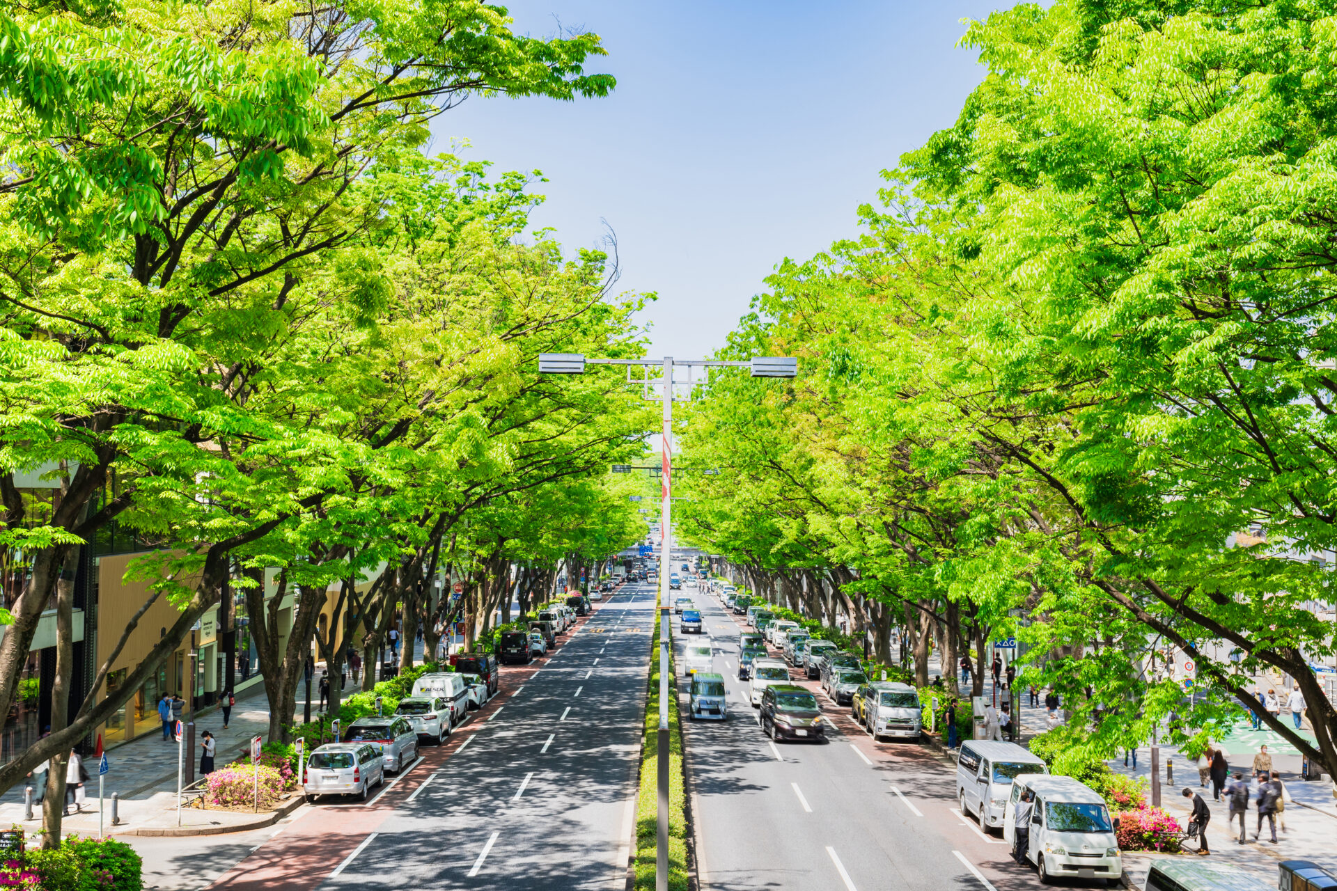 街まちを見守る東京都の街路樹