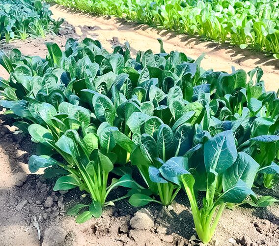豊かでおいしい東京産食材