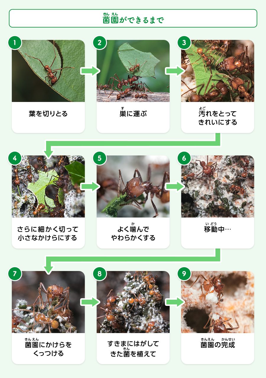 ハキリアリの菌園ができるまで
