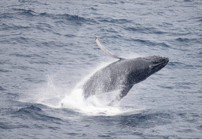 クジラの写真